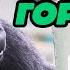 Звук гориллы Gorilla Sound