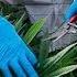 What S In Cannabis Derived Medicines BBC News