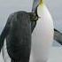 Sound Of KING PENGUIN Aptenodytes Patagonicus Sound Animal Sounds