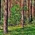 THE HEALING EFFECT OF BIRDS SINGING IN THE SPRING FOREST WILL HELP THE HEART AND NERVOUS SYSTEM