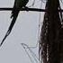 Parrot Is Very Beautiful Brod