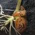 Germination