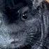 Chinchilla The Best Pet Mammal