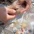 Sea Agate And Sea Crystal Finding Hidden Treasures On The Shore And Rare Pearl
