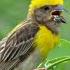 Suara Masteran Burung Manyar Tempua