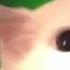 Cat Meows The Lost Woods Zelda