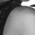 Dreadlock Holiday Destinys Child Independent Women