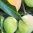 The Fascinating World Of Mango Trees