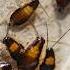 A Quick Guide To Getting Rid Of German Cockroaches Indoor Kitchen Bathroom Infesting Roaches