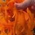 VIRAL CARROT SALAD