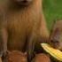Капибары по именам часть 1 Music Phonk подпишись рекомендации Capybara