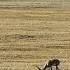 Rare Footage Documents Migration Of Mongolian Gazelles