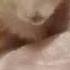 How To Handle Or Tame Your Skittish Hamster Vlog Shorts
