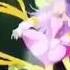 Winx Club Winx Prototype Transformation From Winx Just Fairies 2001