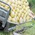 Harvesting 10000 Honeydew Melon Go To Market Sell Battle Between PYTHON And Smart Dog