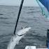FIRST KINGFISH In The KNOT LUCKY SPORTSMAN 312 OPEN Practice For Tournament