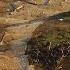 How Transforming River Banks Can Clean Contaminated Waterways