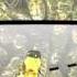 The Waggle Dance Of The Honeybee