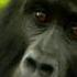 Gorilla Mating Games Love In The Animal Kingdom Nature On PBS