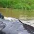 Female Hunter Harvests Giant Fish Where Is The Smart Dog Lý Thị Hoa