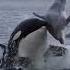 Nobody Escapes An Orca