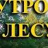 Утренний лес пение птиц всё самое красивое что даёт нам природа музыкадлясна природа