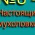 Мухоловка Настоящие мухоловки Голоса птиц