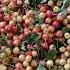 Chery Fruit Aiza Chery Fruit Freshfruits