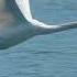 Beautiful White Swan Flying