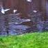 Art Nature Aref