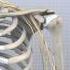 Cervical Spine Anatomy EOrthopod