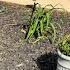DIY FRONT PORCH MAKEOVER ON A BUDGET LANDSCAPING FRONT FLOWER BEDS DECORATING IDEAS