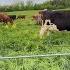 Tips Tricks And Details About Pasturing Our 80 Dairy Cows
