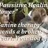 The Pawfect Guru Your Dog Holds The Key In Love S Secrets They Teach You To Shorts