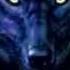Dark Wolf