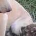 Kumbali And Kago Meet A Baby Red River Hog