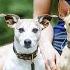 How Often Should You WALK YOUR DOG Daily Exercise Tips