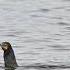 Cormorant Swallow Fish