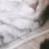 с 8 марта Cat