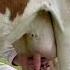 Milking Animals Nature Cow
