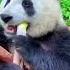 Adorable Pandas Mukbang Eating Bamboo ASMR