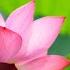 12 Hours Of Relaxing Music Piano Music For Stress Relief Sleep Music Meditation Music Linus