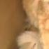 GARFIELD THE OFFICE CAT IS MAD PART 2 8 22 2014