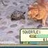 Squirtle Vs Meowth Irl Pokemon