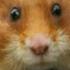 The Cutest Animal Ever