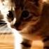 Mr Stealthy Cats 猫 ねこ Subscribe Now For Daily Dose Of Cats Share Comment Like To Buy Him Food