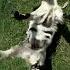 The Fainting Goat