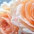 The Most Beautiful Melody In The World Relaxes The Nervous System Sergey Grischuk 47