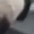 Wild Panda Goes On An Adventure CCTV English