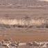 GLOBALink Around 10 000 Wild Mongolian Gazelle Spotted In N China S Xilingol